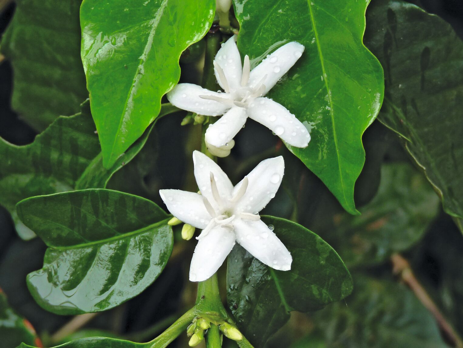 Fleurs de café en Colombie
