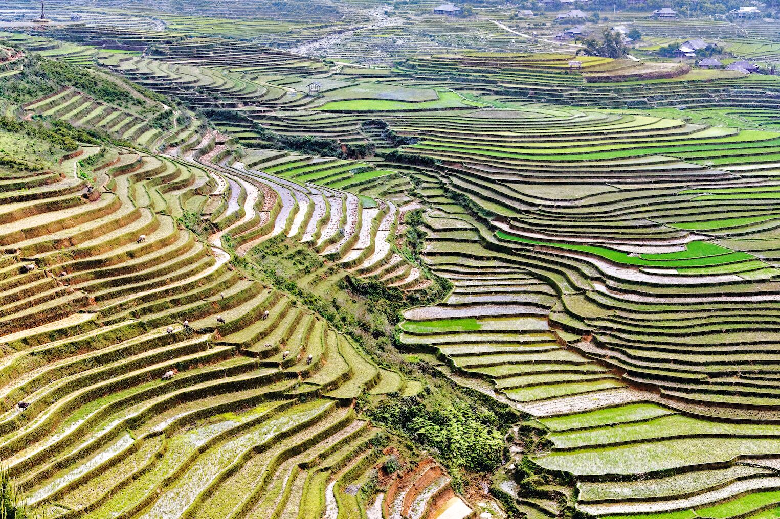 Paysage de rizières au Vietnam voyage nature